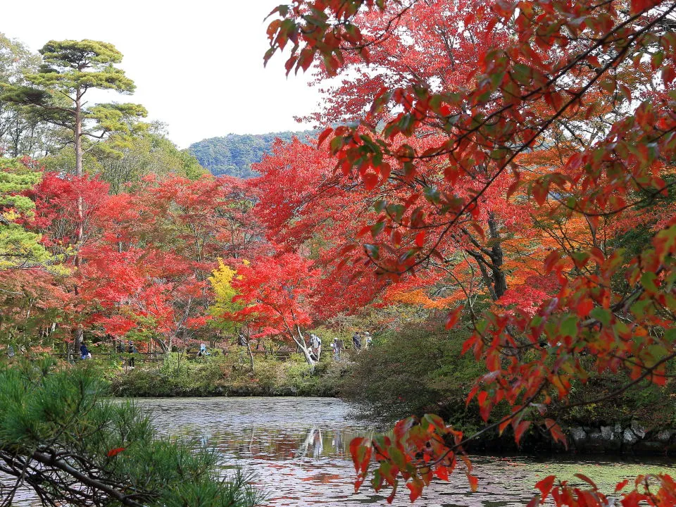 紅葉