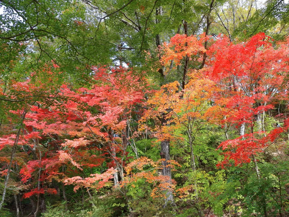 紅葉