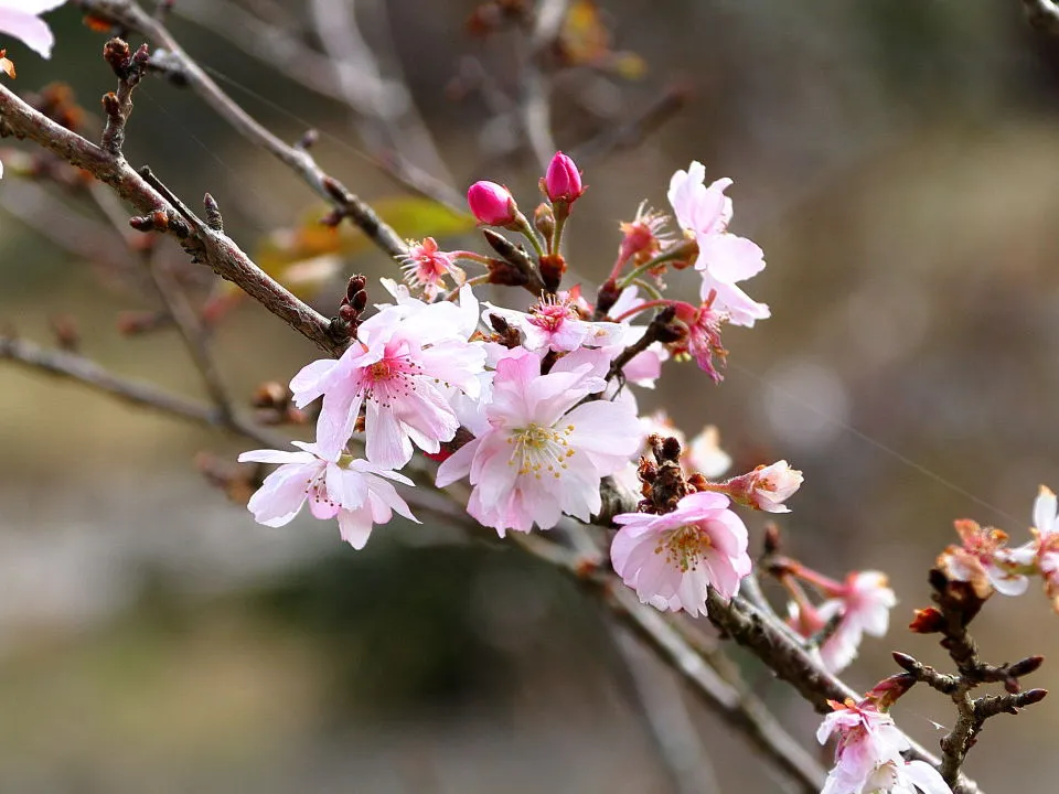 十月桜