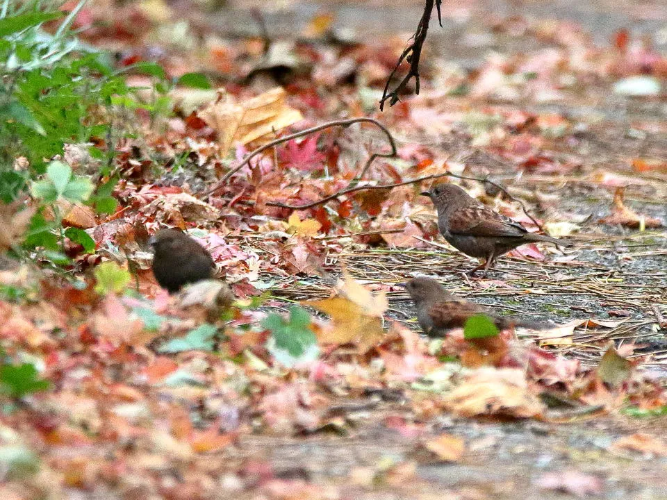 カヤクグリ