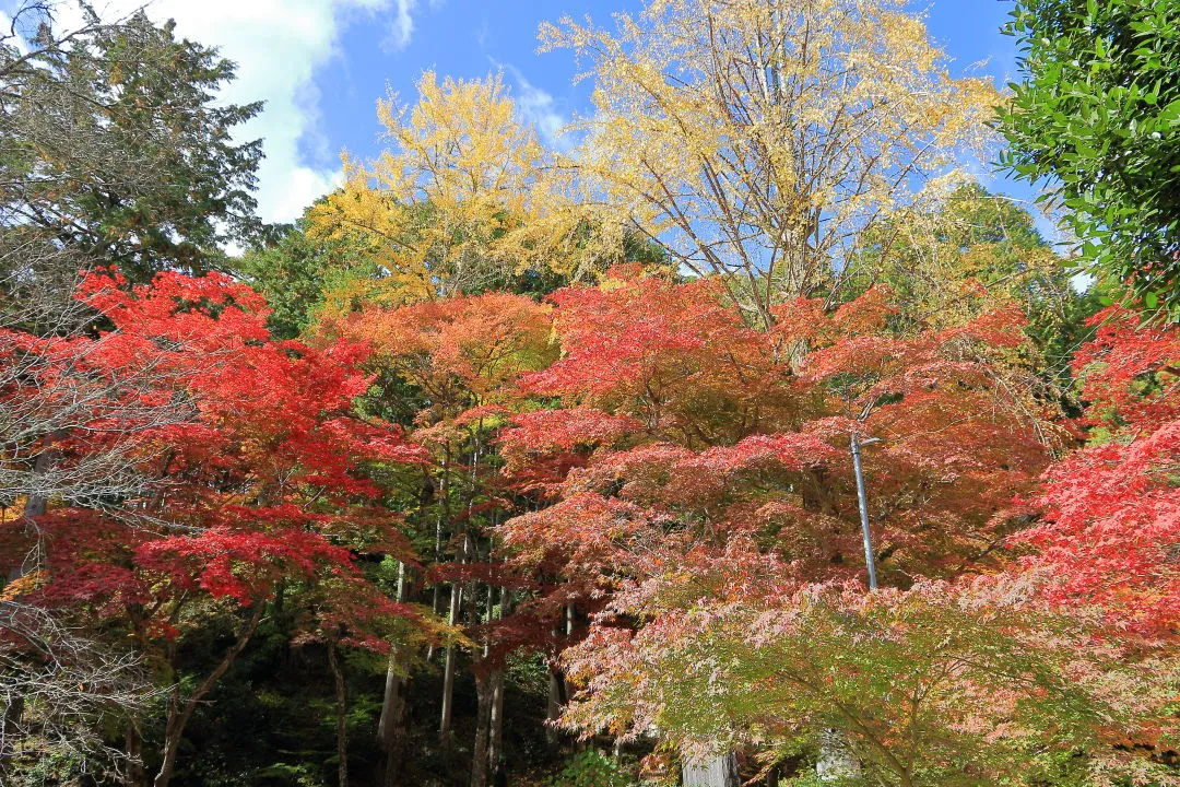 紅葉