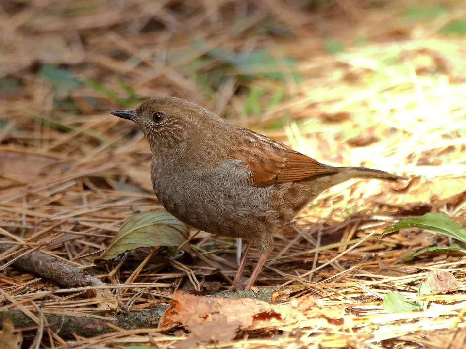 カヤクグリ