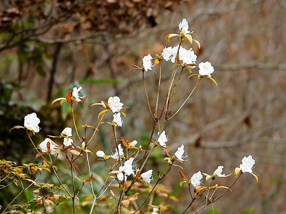 白花ゲンカイツツジ