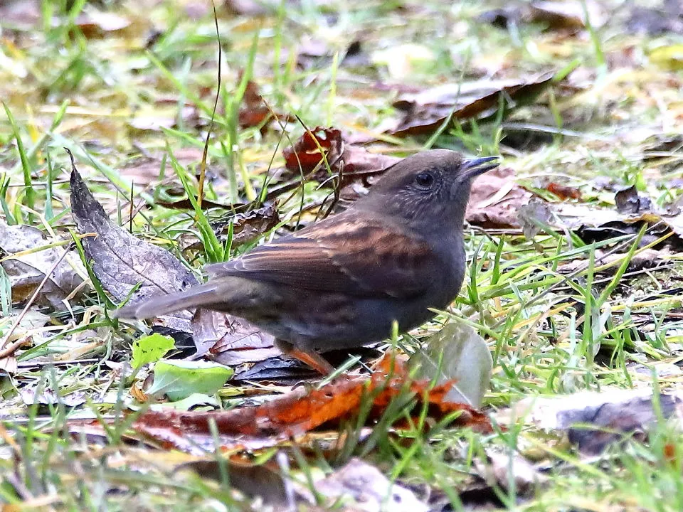 カヤクグリ