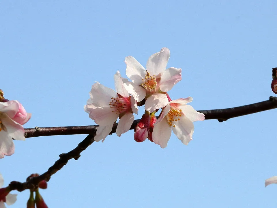 奥丁字桜