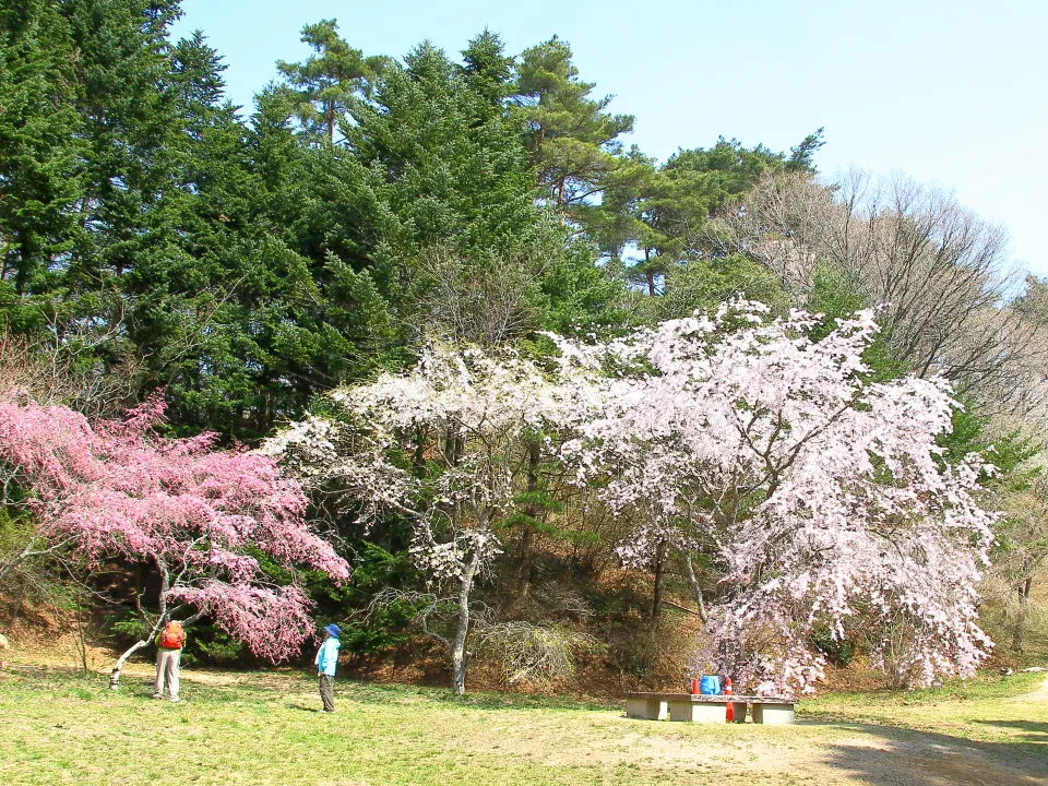 さくら園の枝垂桜