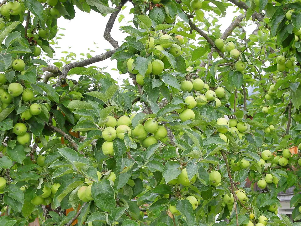 庭木として植えられていたリンゴ