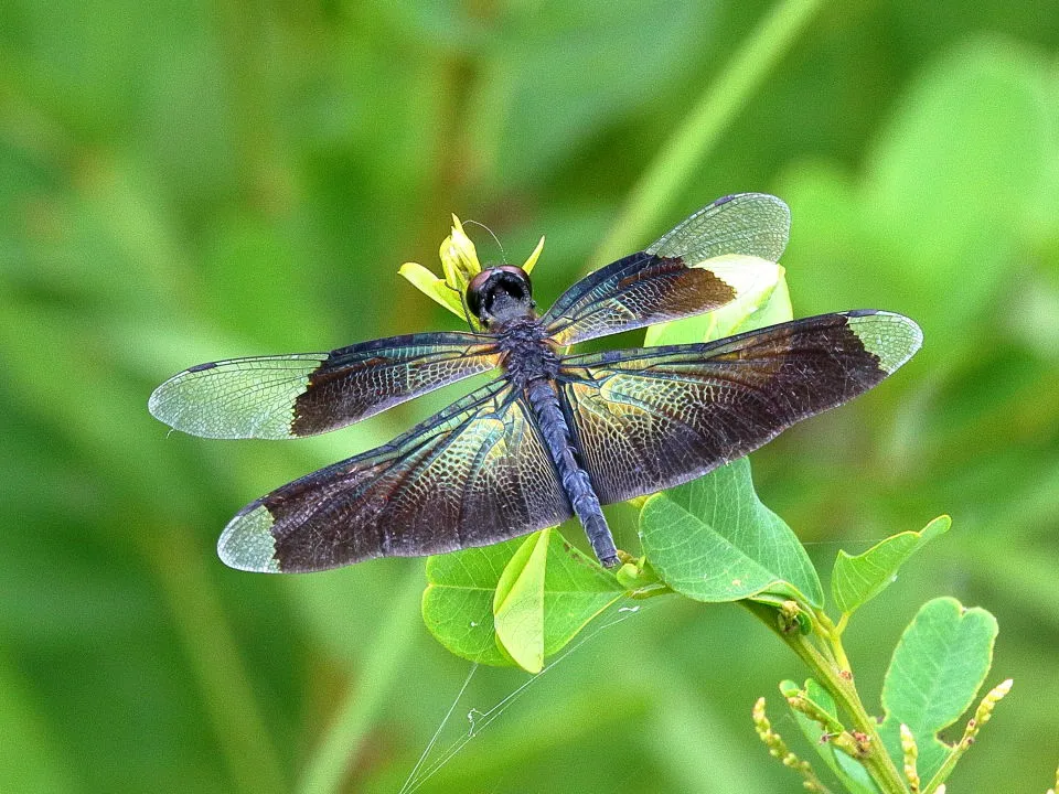 チョウトンボ♀