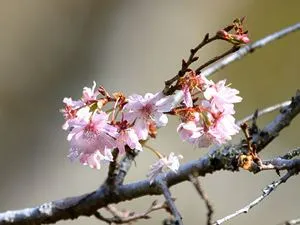 さくら園の十月桜