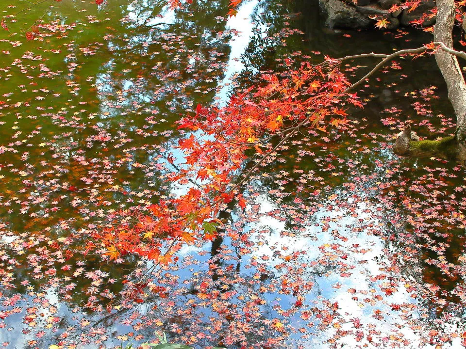 鍬山神社　落ち葉の浮く池