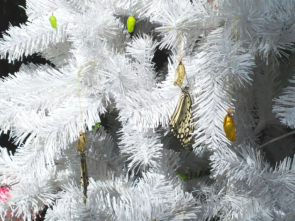 「さなぎツリー」の羽化した蝶
