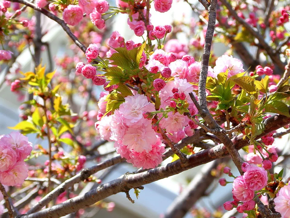 松前琴糸桜 (まつまえこといとざくら)