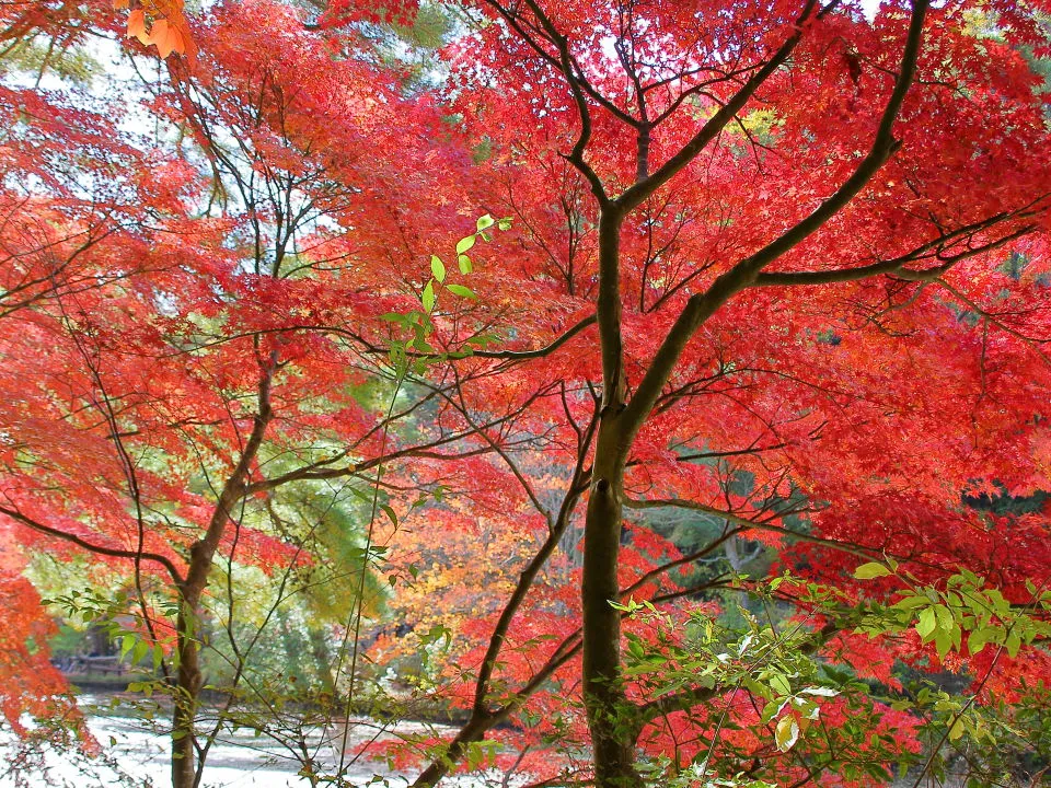 長谷池周りの紅葉