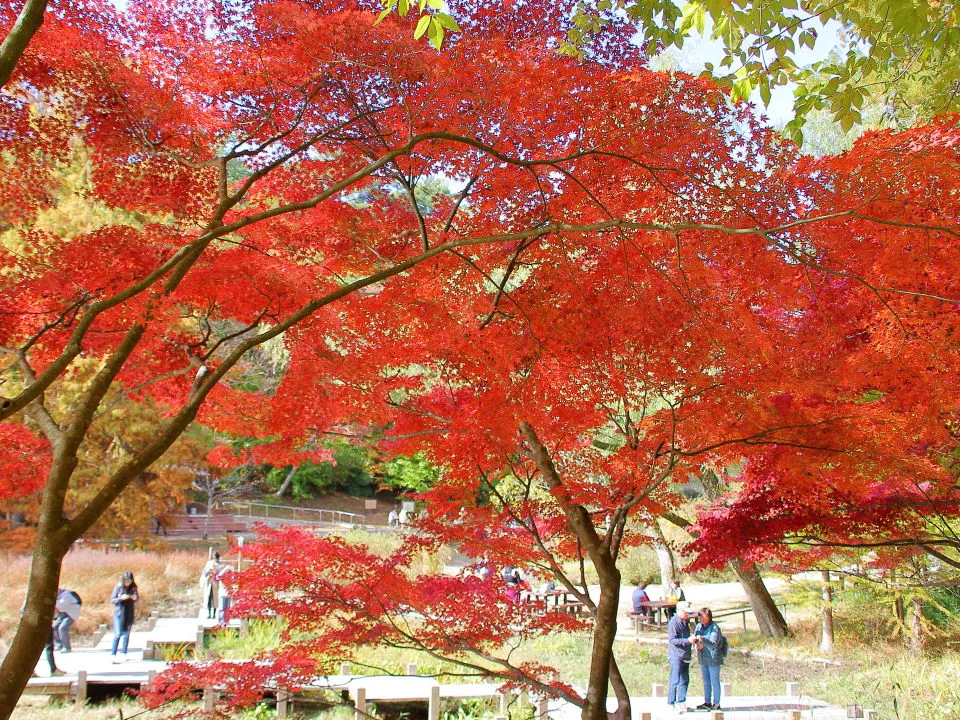 長谷池周りの紅葉