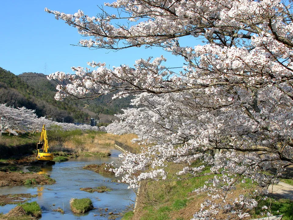 武庫川上流域の桜並木
