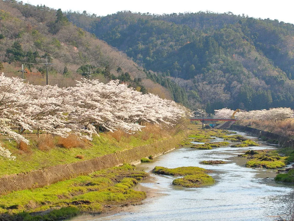 武庫川上流域の桜並木