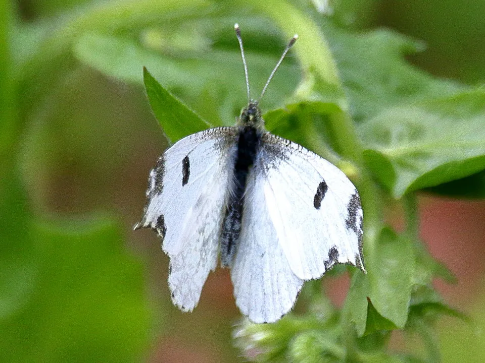 ツマキチョウ♀