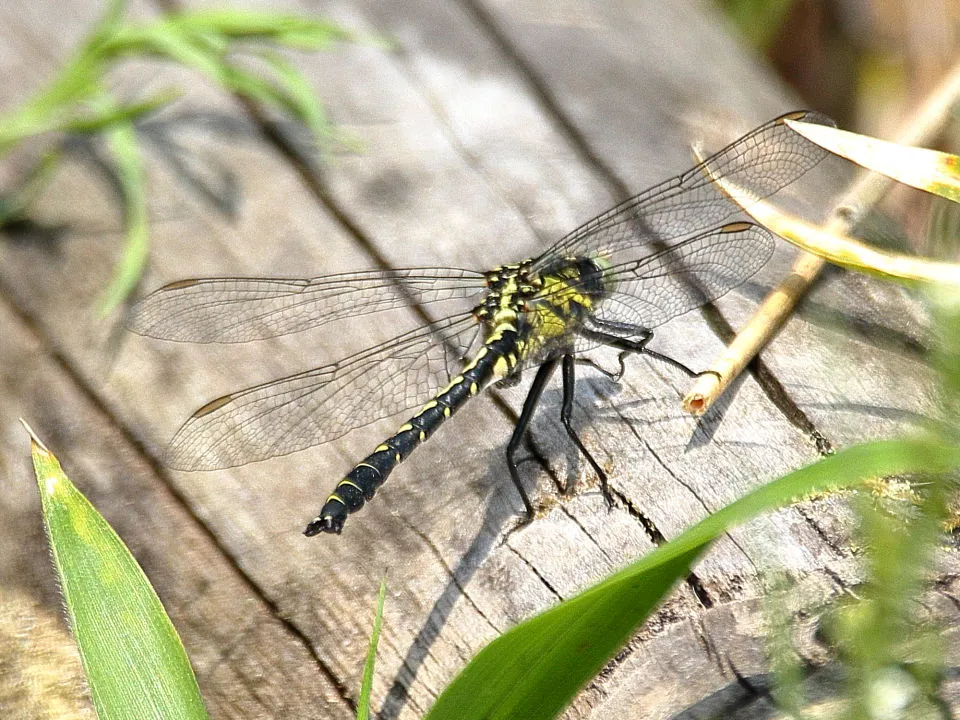 タベサナエ♀