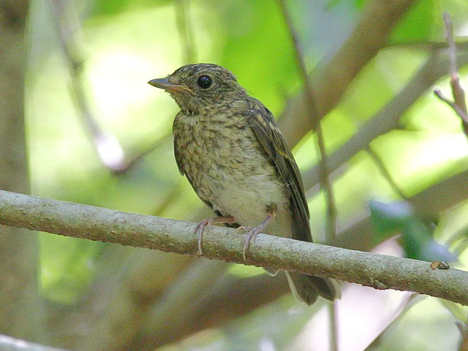 キビタキ幼鳥