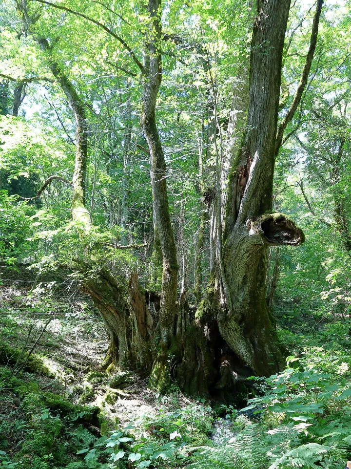 和池の大カツラ