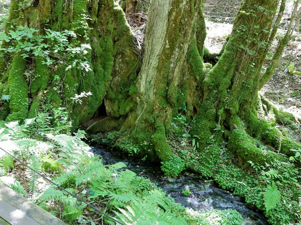 和池の大カツラ