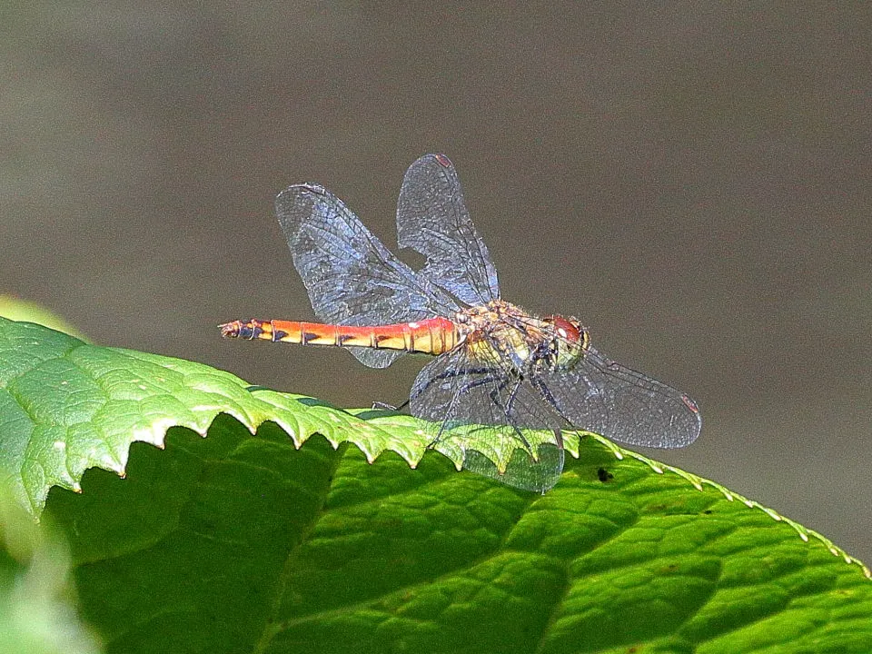 アキアカネ