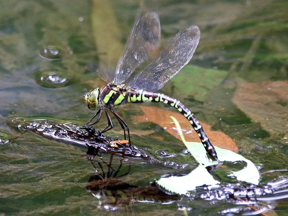 オオルリボシヤンマ♀