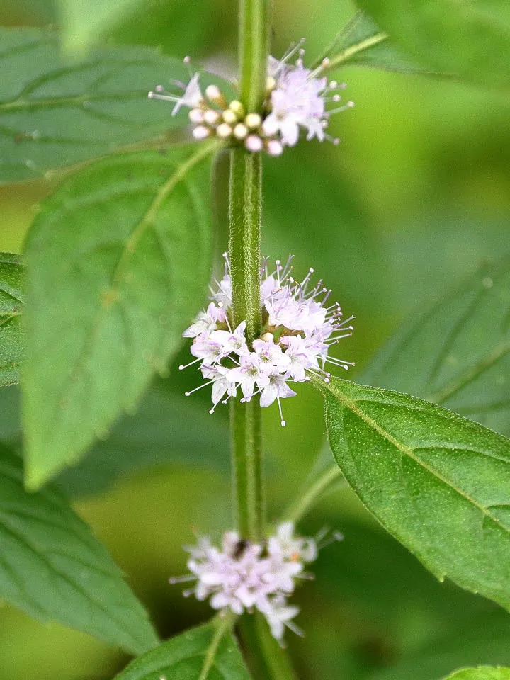 ハッカの花