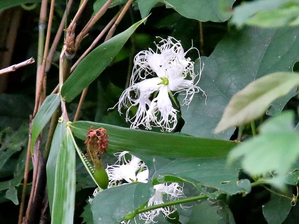 キカラスウリの花