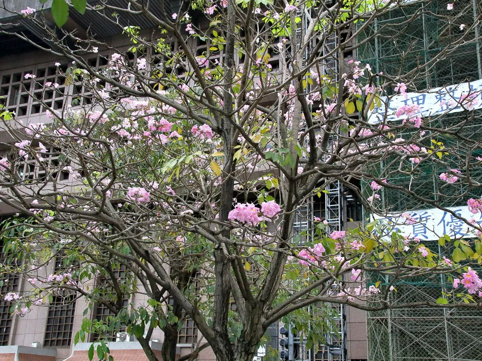 台北車站前の花木