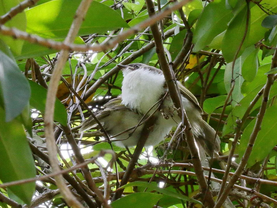 シロガシラ幼鳥