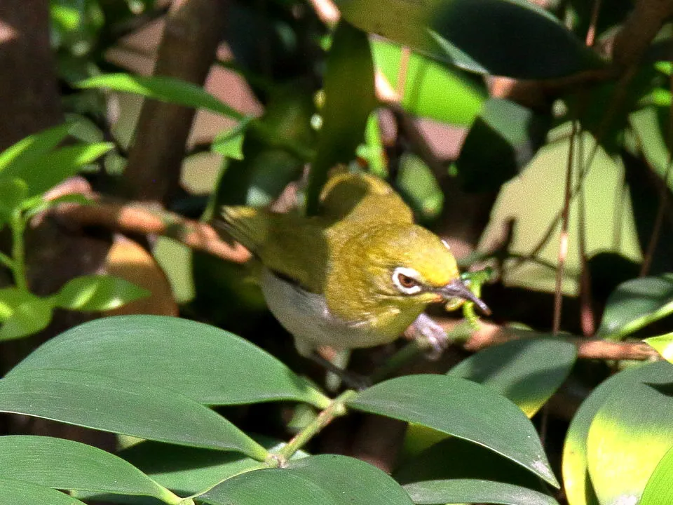 タイワンメジロ？