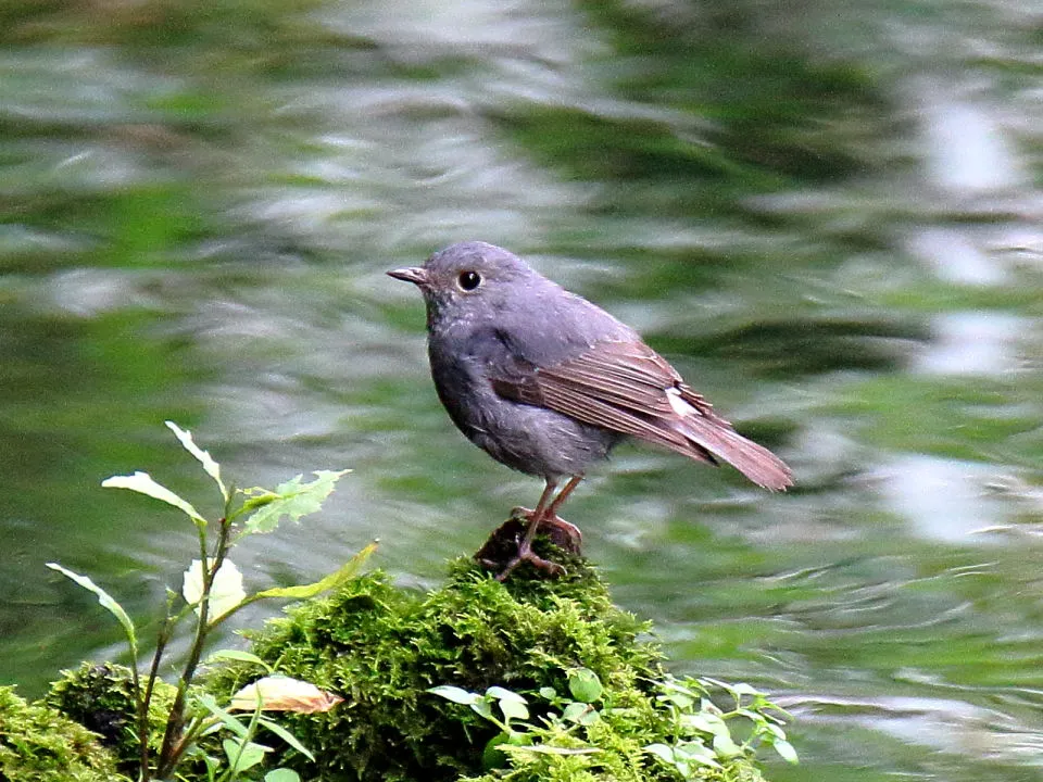 カワビタキ