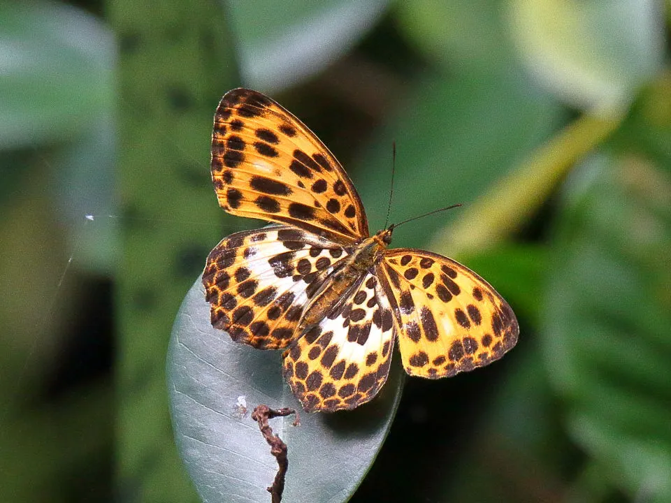 ヒョウマダラ