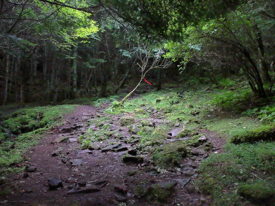 早朝の登山道