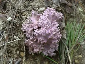 丹生山系縦走路　ウスムラサキホウキタケ