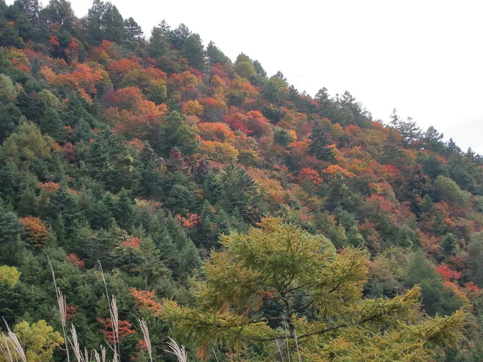 紅葉が進む山肌