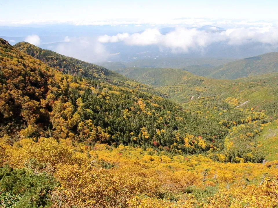 黄色く色付いた山肌