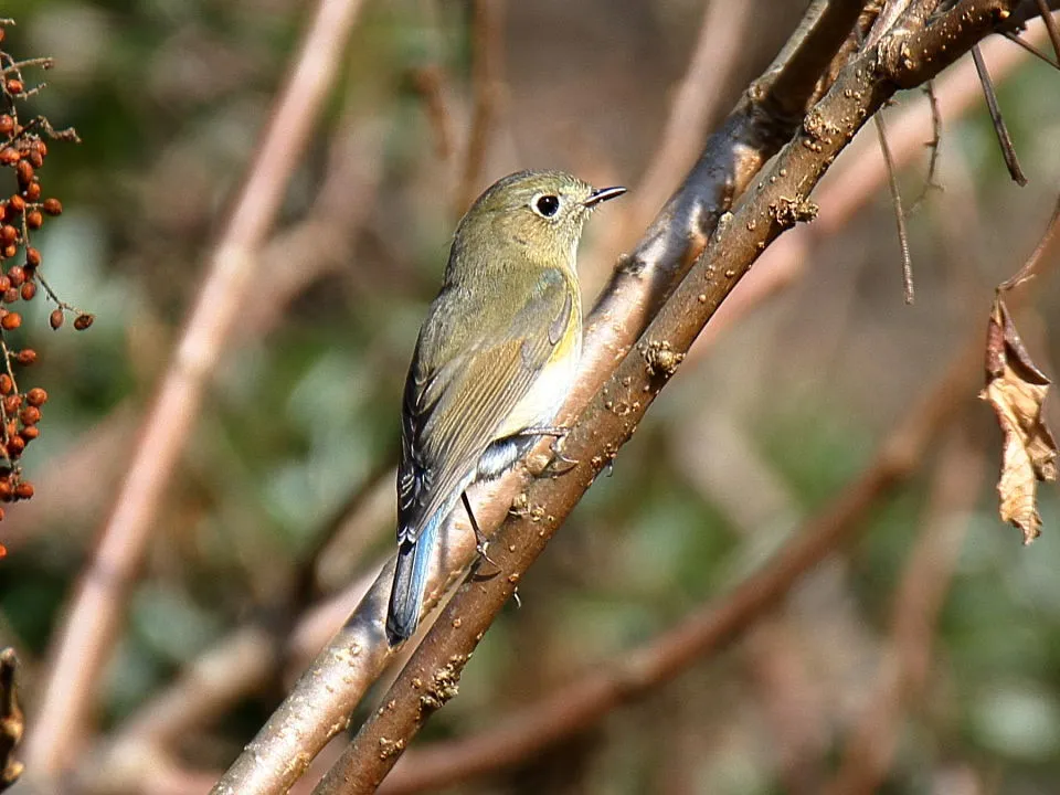 ルリビタキ♀