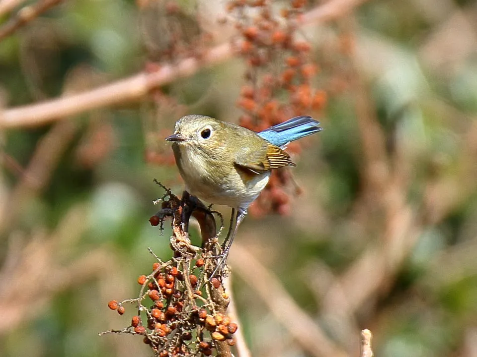 ルリビタキ♀