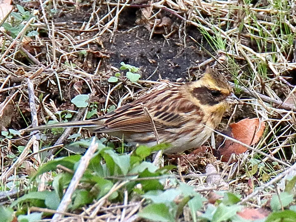 ミヤマホオジロ♀