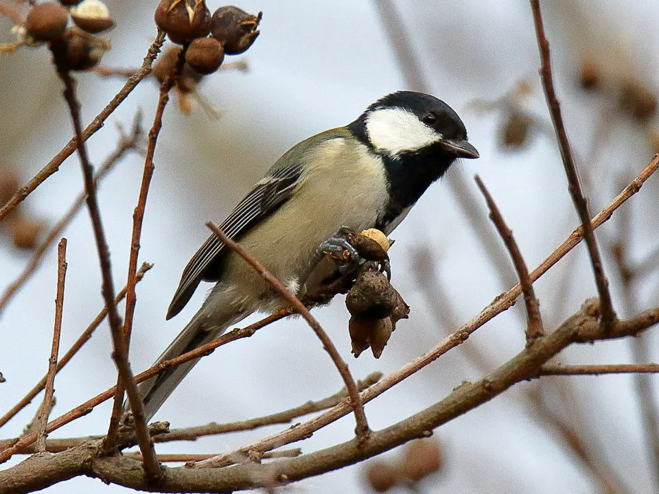 シジュウカラ