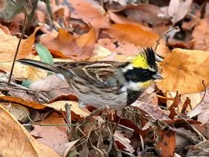 有馬富士公園　ミヤマホオジロ♂