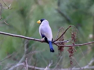 森林植物園　イカル