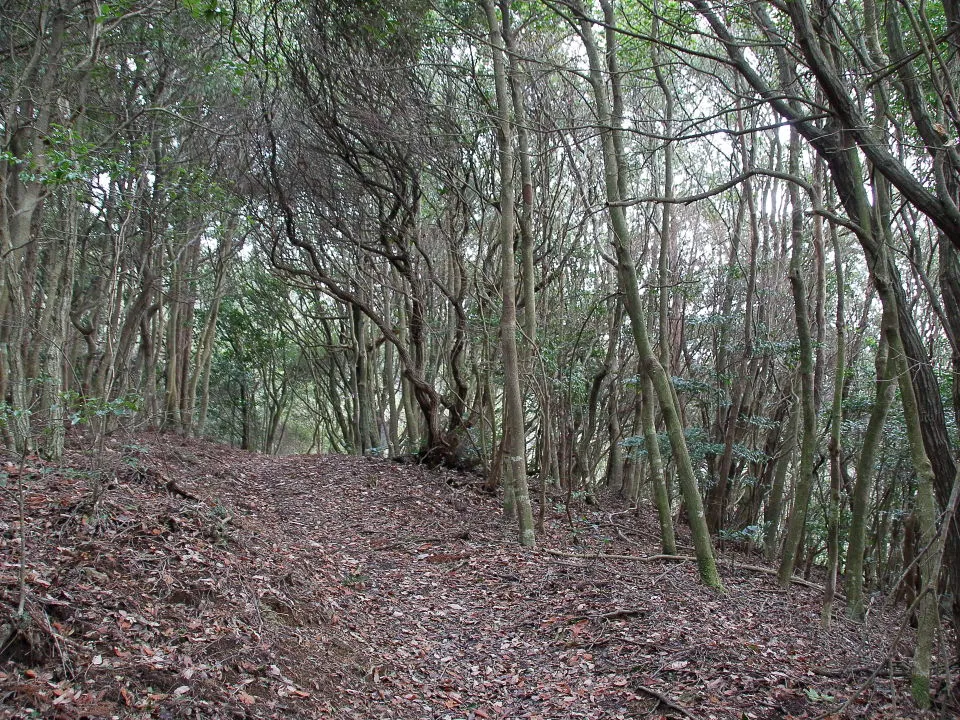 手入れされた登山道