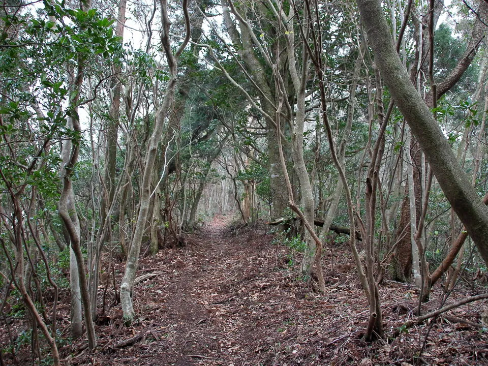 この先で山頂前の急坂になる