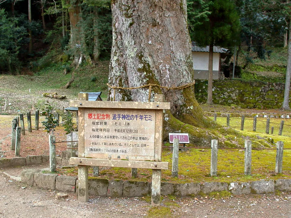 追手神社の千年モミ