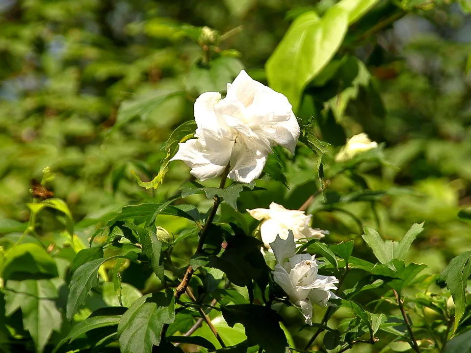 ムクゲ　純白の花