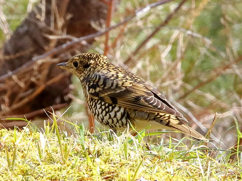 トラツグミ