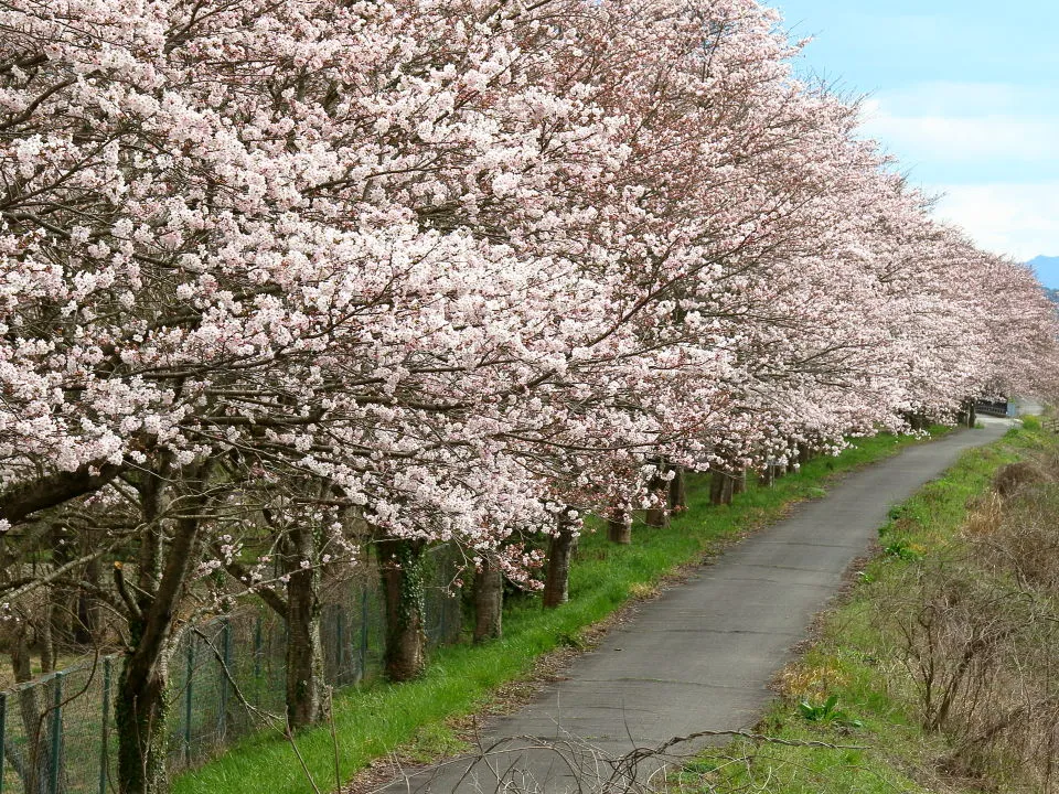 加古川の桜並木